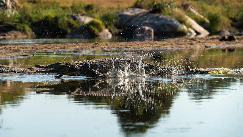 Parc Kruger, le crocodile court effrayé sur l'eau par Peter van Bergeijk