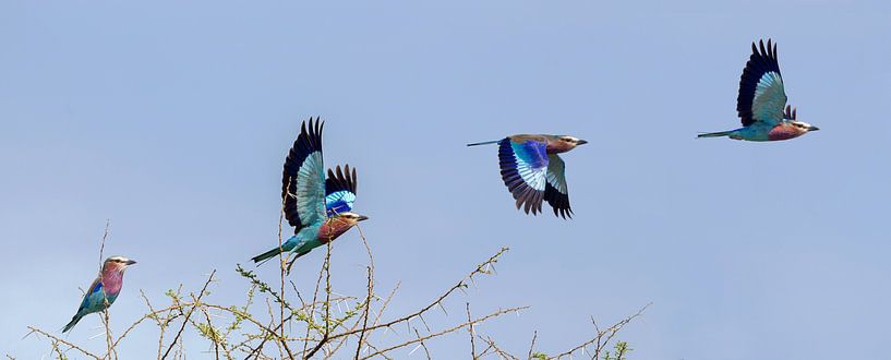 Walze fliegt in der Serengeti davon von Arjan Warmerdam