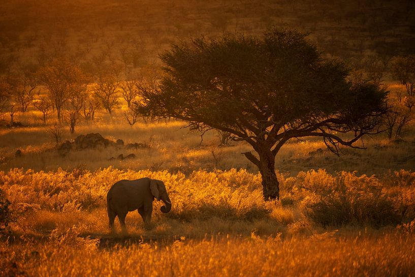 Sonnenuntergang mit Elefant in Namibia von Robert van Hall
