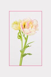 quiet beauty by Tessy Graas