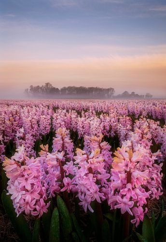 Morning glow on the hyacinth field
