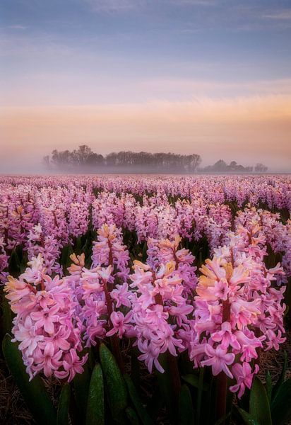 Morning glow on the hyacinth field by Olga Ilina