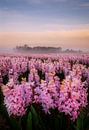 Morning glow on the hyacinth field by Olga Ilina thumbnail