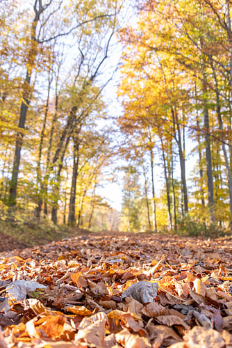 Herbst-Spaziergang