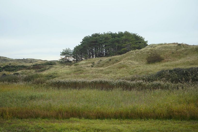 dune area by Madeltijntje