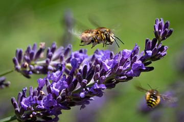 Lavender and bees by Dennis Claessens