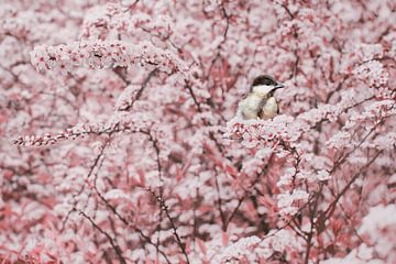 Eine Kohlmeise in Blossom Sky von Elianne van Turennout