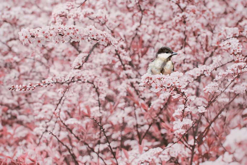 The Great Tit and the Spring Blossoms: A Dance of Colour and Life by Elianne van Turennout