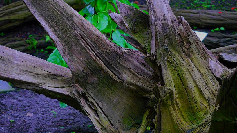 Altholz von Peter Norden