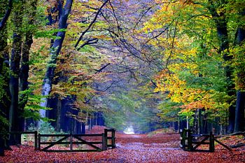 Herbst in Planken Wambuis