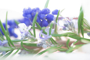 Zarte blau töne des Frühjahrs aus Blüten und Blättern