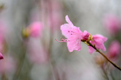 bloemen part 67