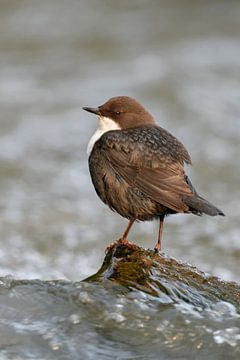 Waterspreeuw ( Cinclus cinclus ) op een steen in het water van een stromende rivier, wilde dieren, E van wunderbare Erde