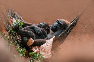 Gorilla Familie beim Kuscheln von Mario Plechaty Photography