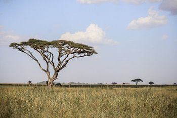 Serengeti means endless grass fields.