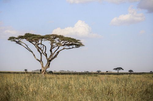 Serengeti signifie champs d'herbe sans fin.