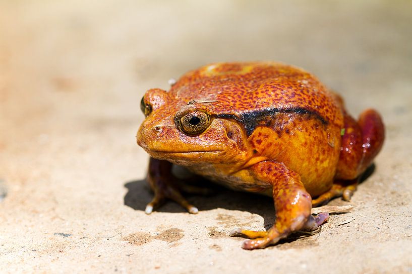 Dikke Tomaatkikker by Dennis van de Water