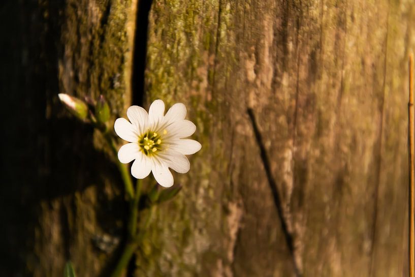 New beginnings by Michael van Eijk