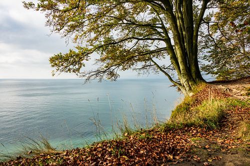 Tree on shore of the Baltic Sea