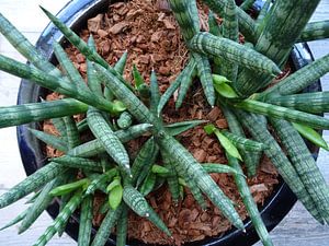 Kamerplant: Sansevieria Cylindrica Shabiki 3