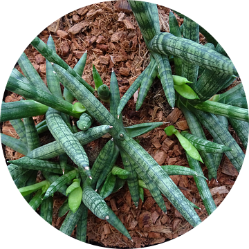 Kamerplant: Sansevieria Cylindrica Shabiki 3 van MoArt (Maurice Heuts)
