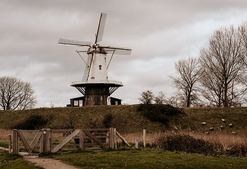 Molen met schaapjes