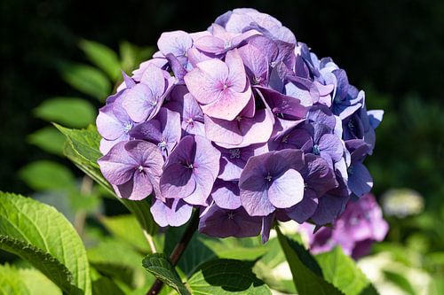 Hortensia, Hydrangea macrophylla
