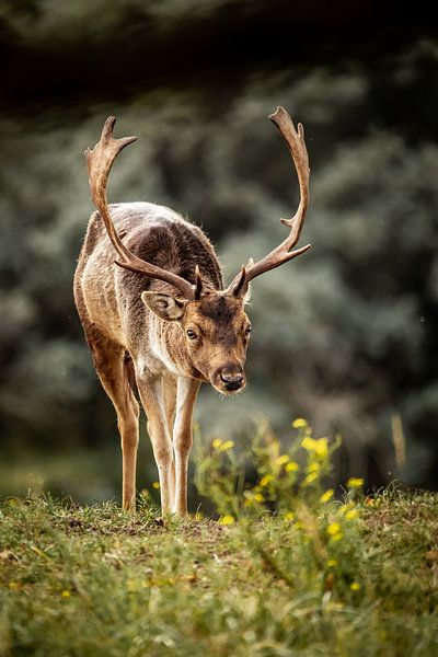 Daim dans la nature par Design Wall Arts