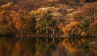 Autumn landscape by Bob Bleeker thumbnail