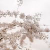White blossom for a white sky by Robin van Steen