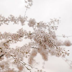 Des fleurs blanches pour un ciel blanc sur Robin van Steen