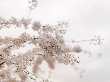 Weiße Blüte für einen weißen Himmel von Robin van Steen