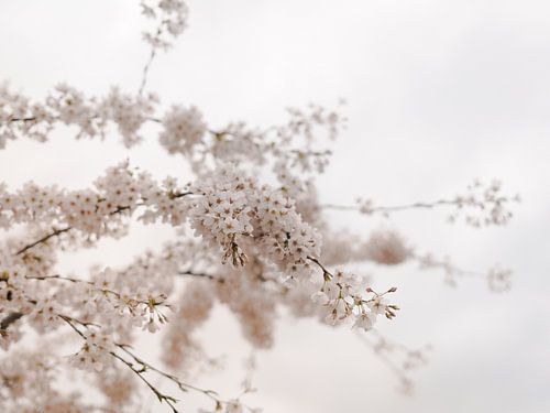 Des fleurs blanches pour un ciel blanc sur Robin van Steen