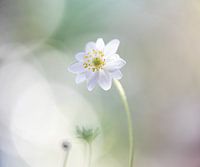 Wood anemones