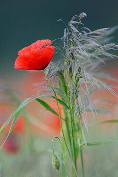 Flowering Poppy *Papaver rhoeas* van wunderbare Erde