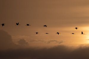 Kraanvogels in de opkomende zon van Petra van der Zande