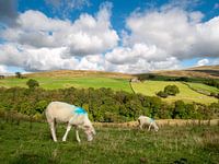 Schaap in Engelse heuvels