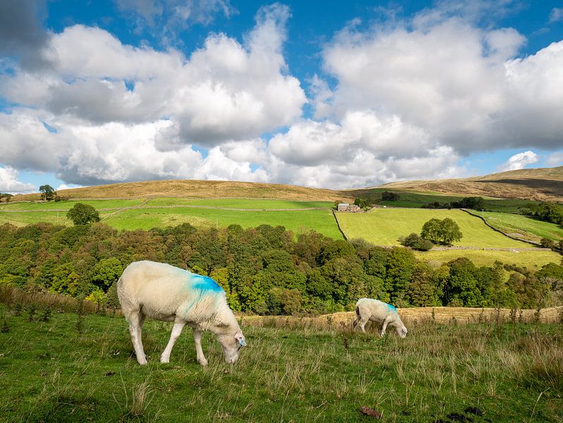 Des moutons dans les collines anglaises par Charlotte Dirkse