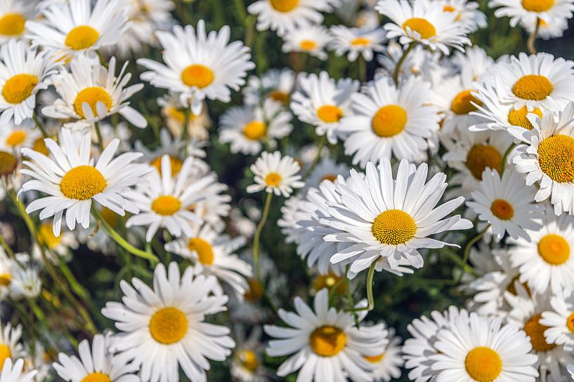 Blossoming daisies up close by Ruud Morijn