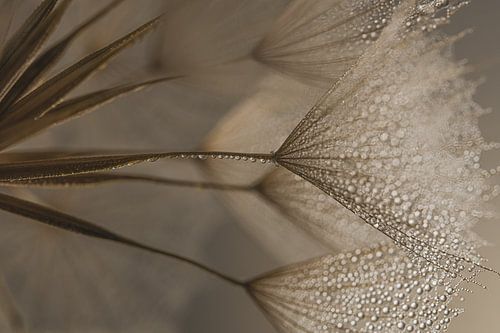 Natuurlijke rust in bruintinten: Schitteren in het licht