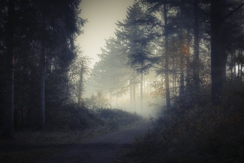 Ein nebliger Morgen im Wald von Mart Houtman