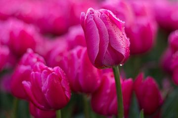 Roze tulpen van Angelique van Waarde