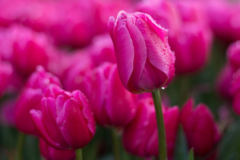 Pink tulips by Angelique van Waarde
