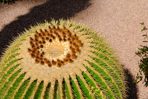 Le Cactus