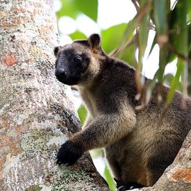 A Lumholtz's tree-kangaroo (Dendrolagus lumholtzi) rests high in a tree in a dry forest  Queensland, von Frank Fichtmüller