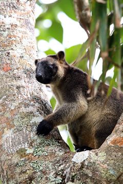 A Lumholtz's tree-kangaroo (Dendrolagus lumholtzi) rests high in a tree in a dry forest Queensland,  by Frank Fichtmüller
