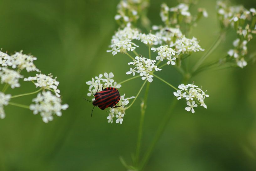 Pyjamawanze auf Blume von Rick Kroeze