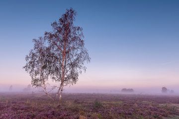 Colourful misty heath landscape with solitary birch tree by Maarten Zeehandelaar
