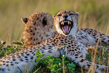 jonge cheetah geeuwt van Peter Michel