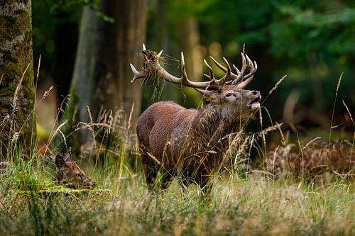rutting deer